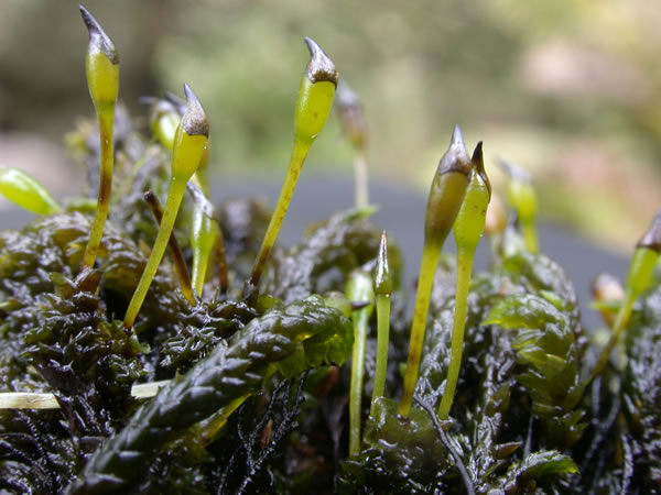 Представитель Семейства Wardiaceae